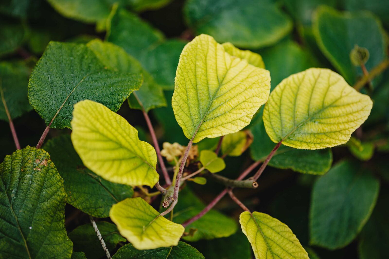 Canon EF 135mm F2L USM sample photo. Green leaf, greenery, greenish photography