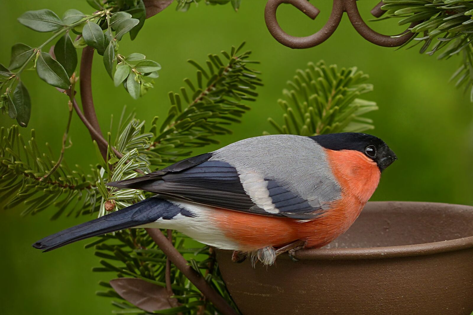 Panasonic Lumix DMC-FZ200 sample photo. Animal world, bird, bullfinch photography