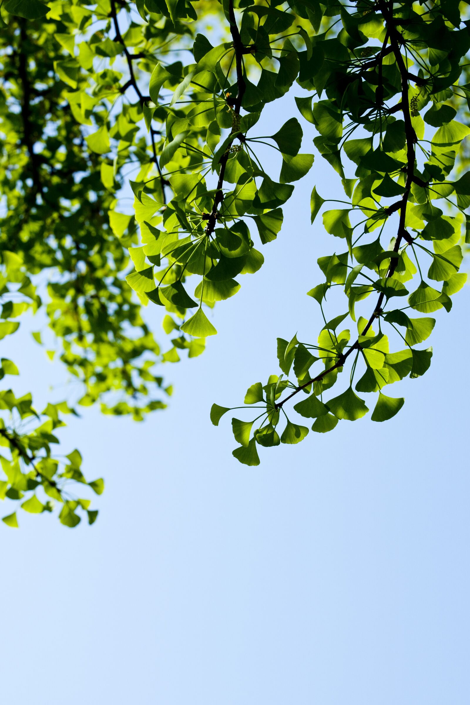 Canon EOS 5D sample photo. Bud, leaf, green photography