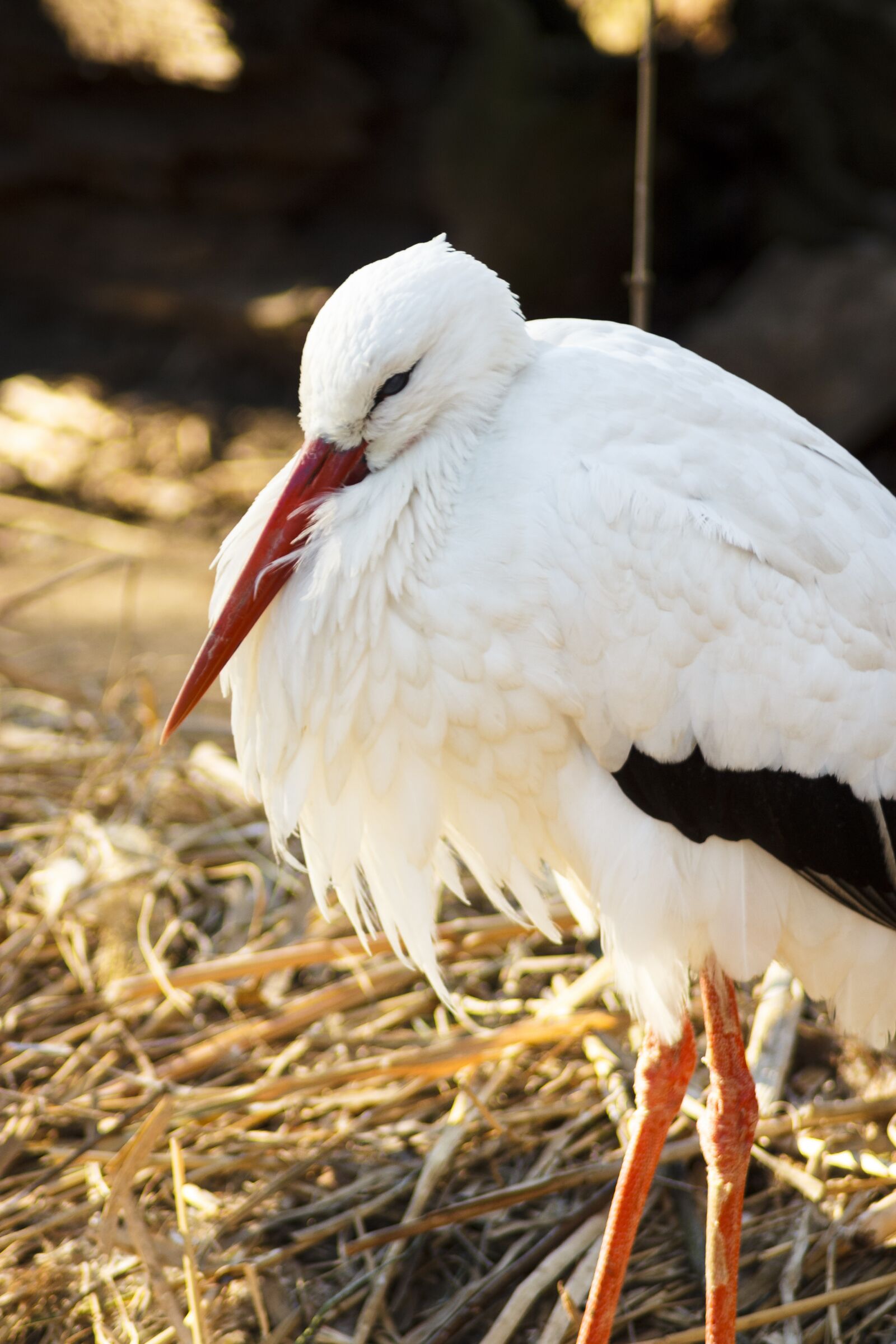 Canon EOS 1100D (EOS Rebel T3 / EOS Kiss X50) sample photo. Stork, zoo, bird photography