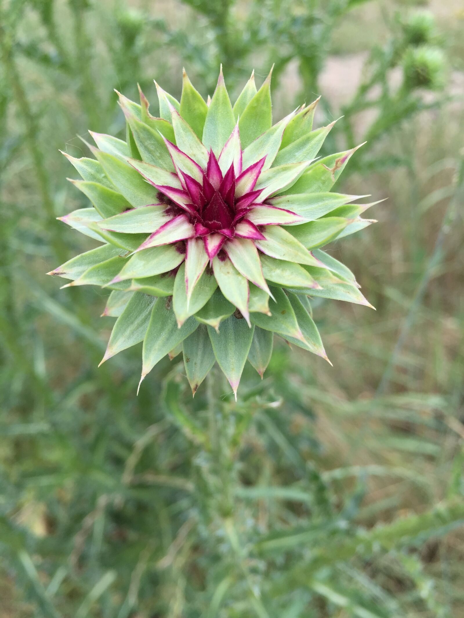Apple iPhone 6 sample photo. Flower, nature, thistle photography