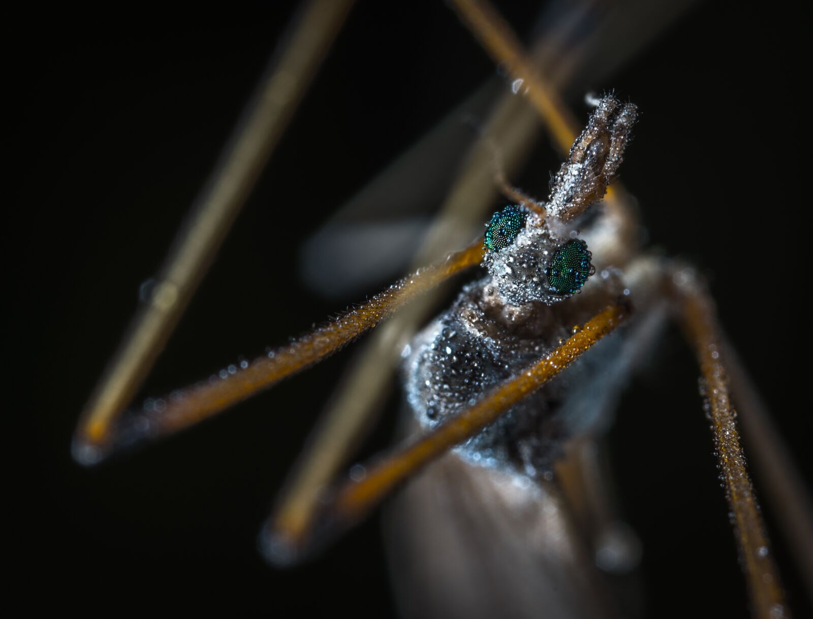 #124 65/2.8 sample photo. Bespozvonochnoe, insect, nature photography