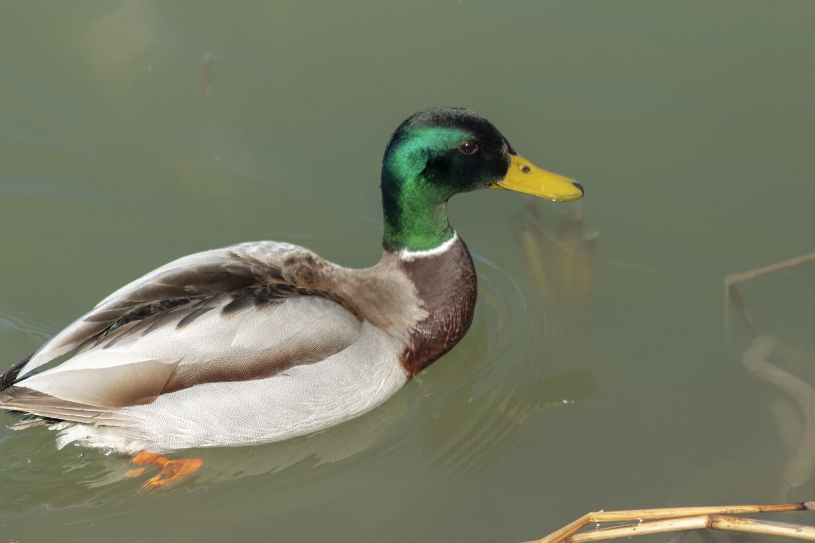 Canon EF75-300mm f/4-5.6 sample photo. Teal, duck, drake photography