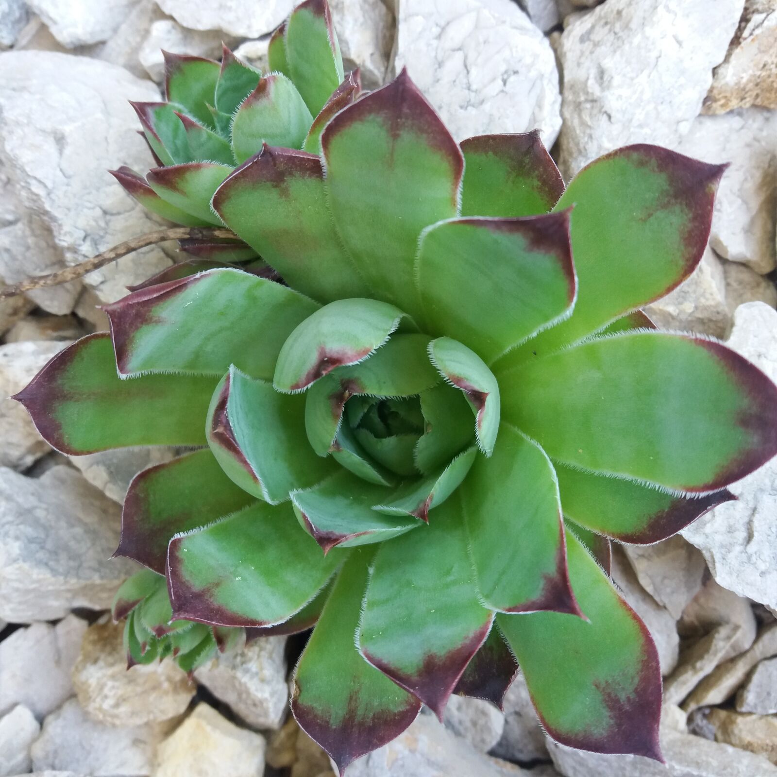 Samsung Galaxy J5 sample photo. Plant, houseleek, stones photography