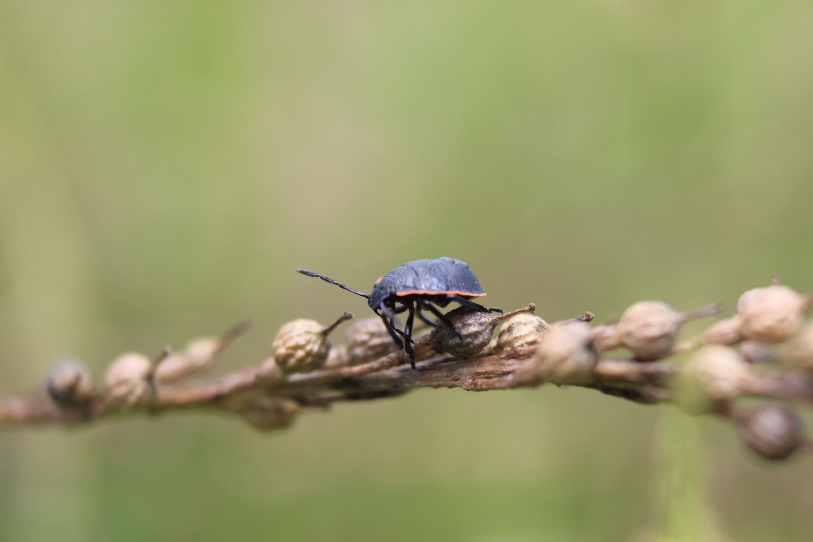 Canon EOS 600D (Rebel EOS T3i / EOS Kiss X5) sample photo. Beetle, nature, bug photography