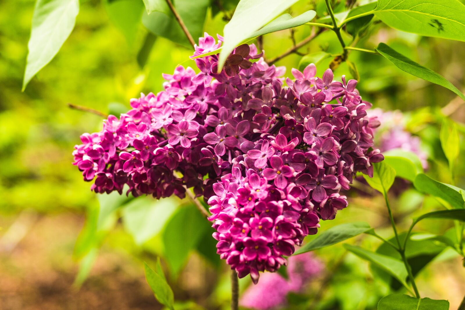 Panasonic Leica DG Summilux 25mm F1.4 II ASPH sample photo. Lilac, magenta, flower photography