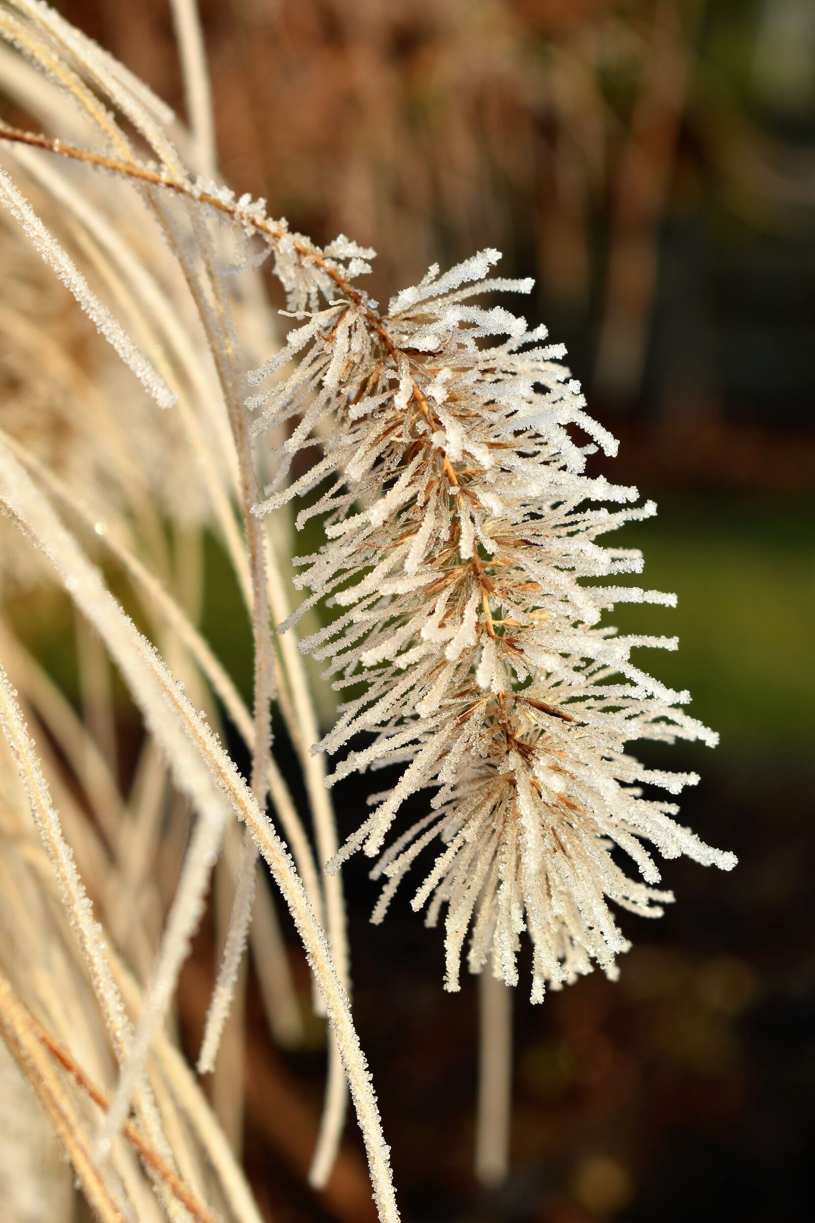 Nikon D5500 sample photo. Leaf, grass, frost photography