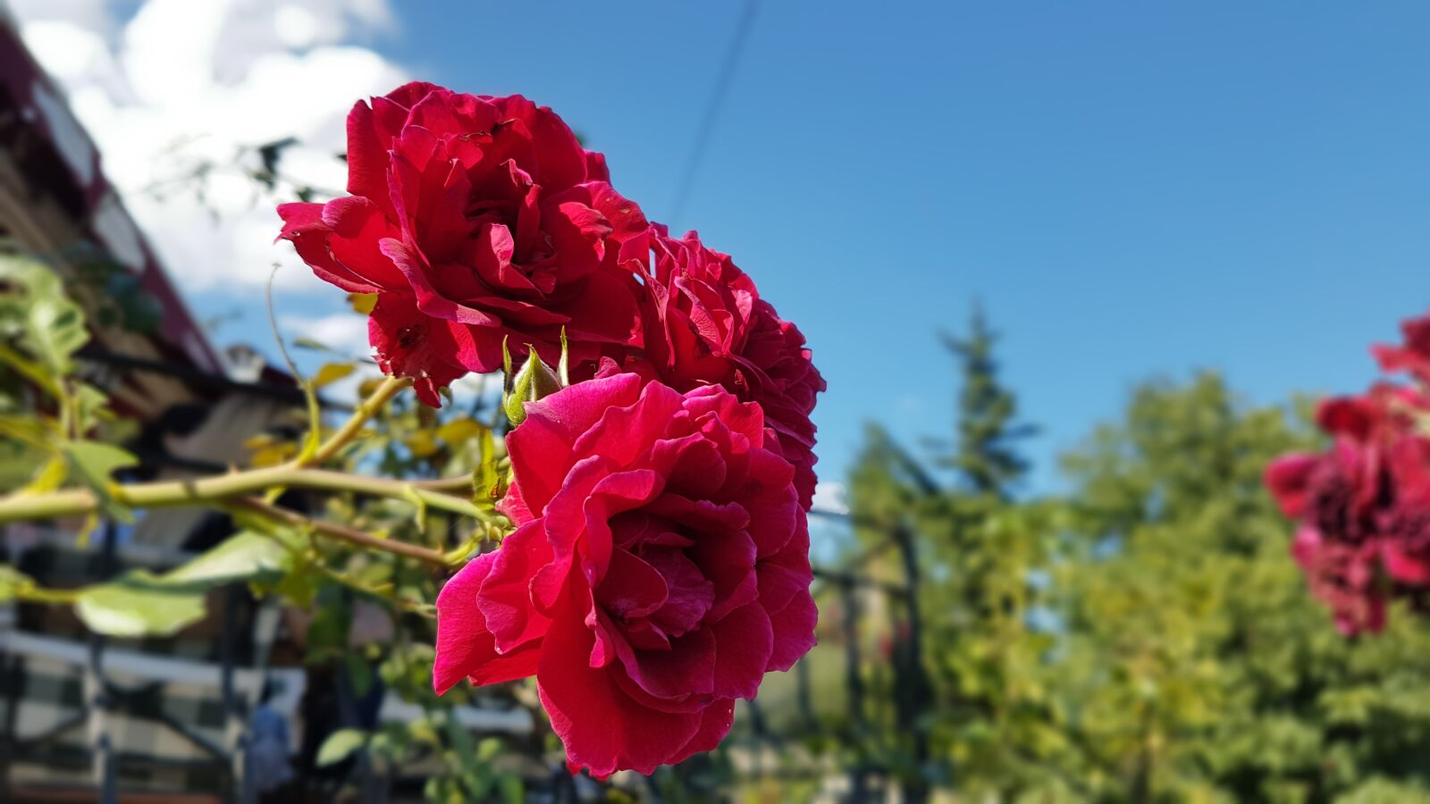 Samsung Galaxy S7 Edge sample photo
