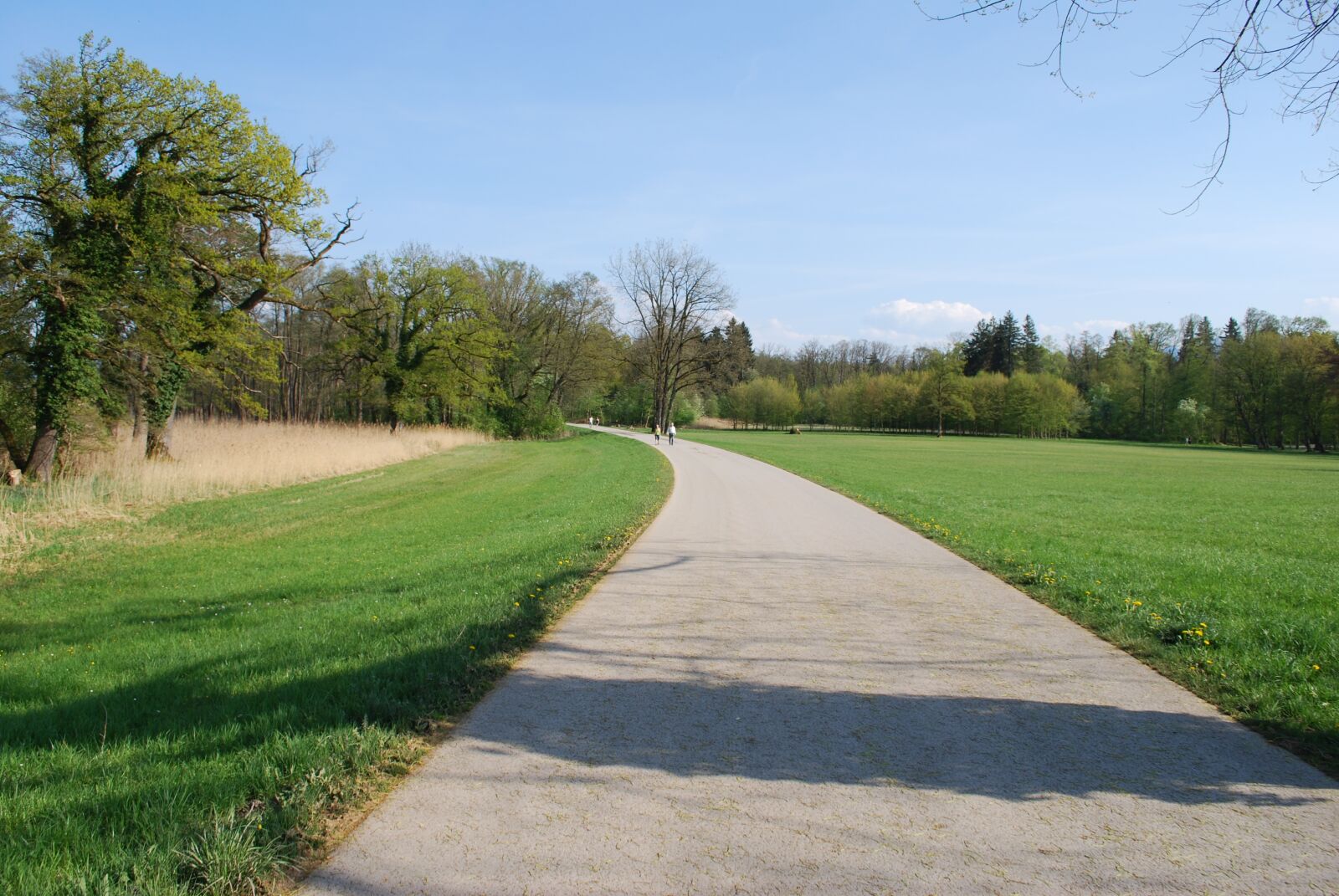 Nikon D60 sample photo. Grass, tree, road photography