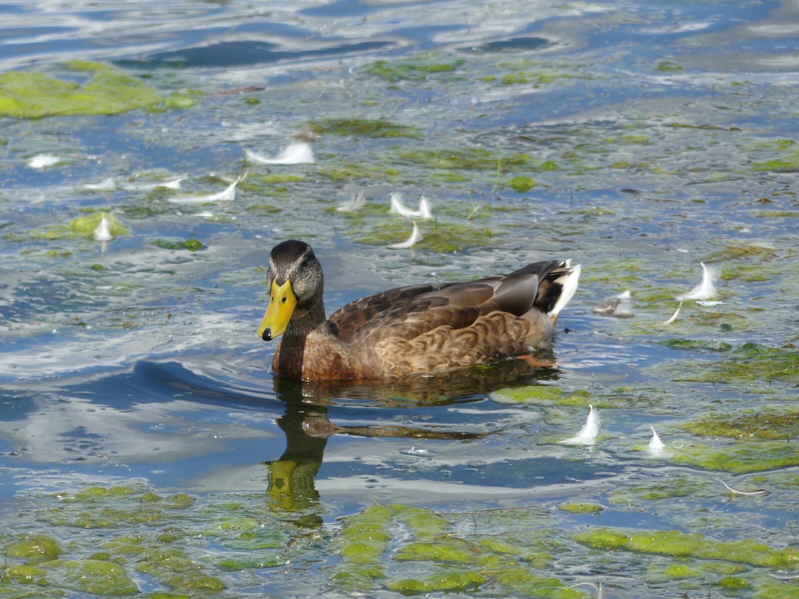 Panasonic Lumix DMC-FZ300 sample photo. Duck, water bird, feather photography