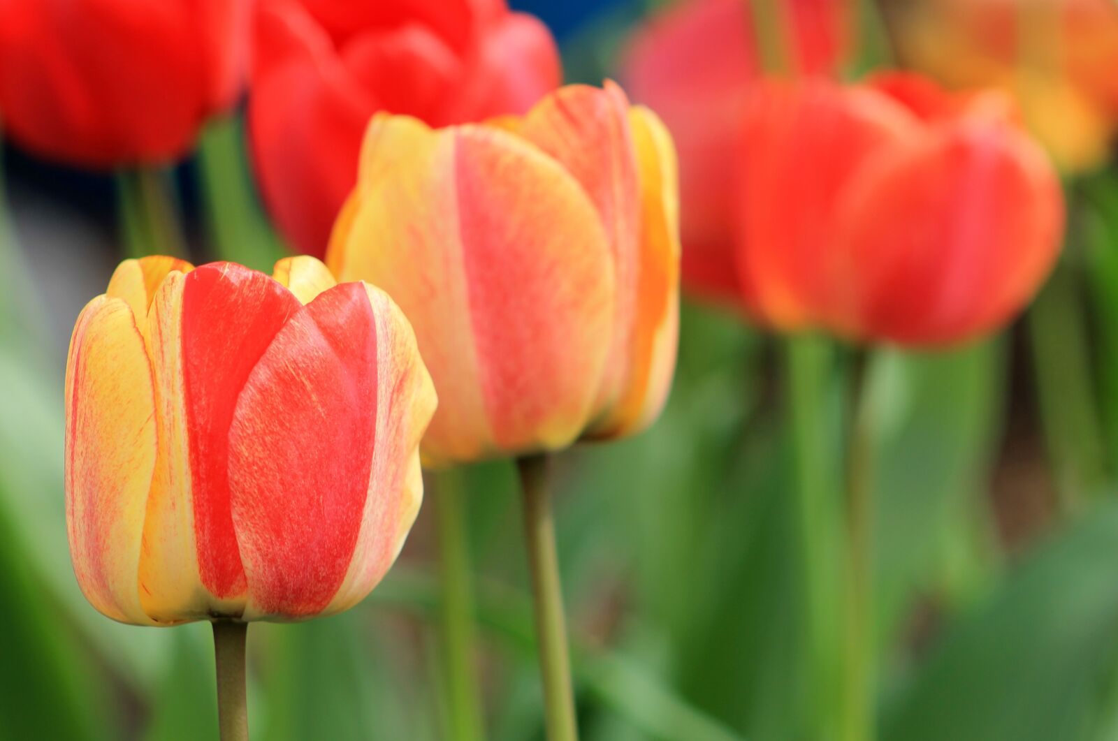 Canon EOS 1100D (EOS Rebel T3 / EOS Kiss X50) sample photo. Tulips, spring, flowers photography