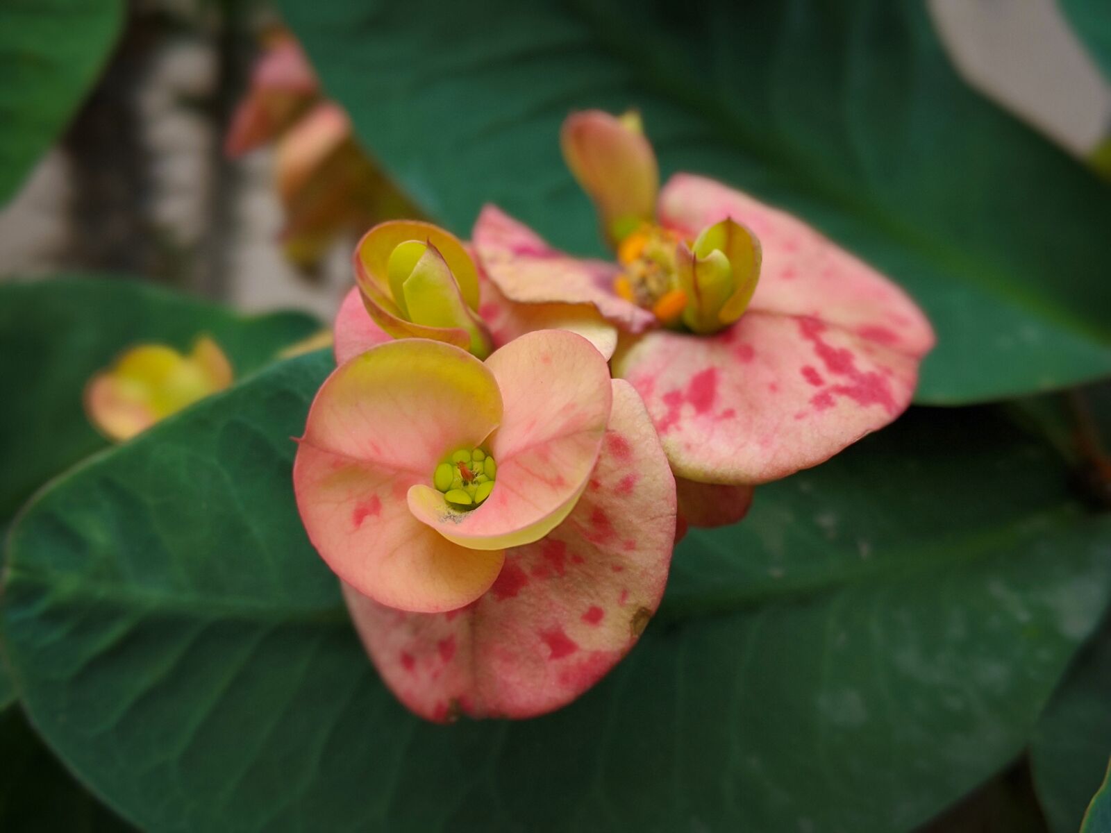 Google Pixel 2 XL sample photo. Nature, flower, love photography