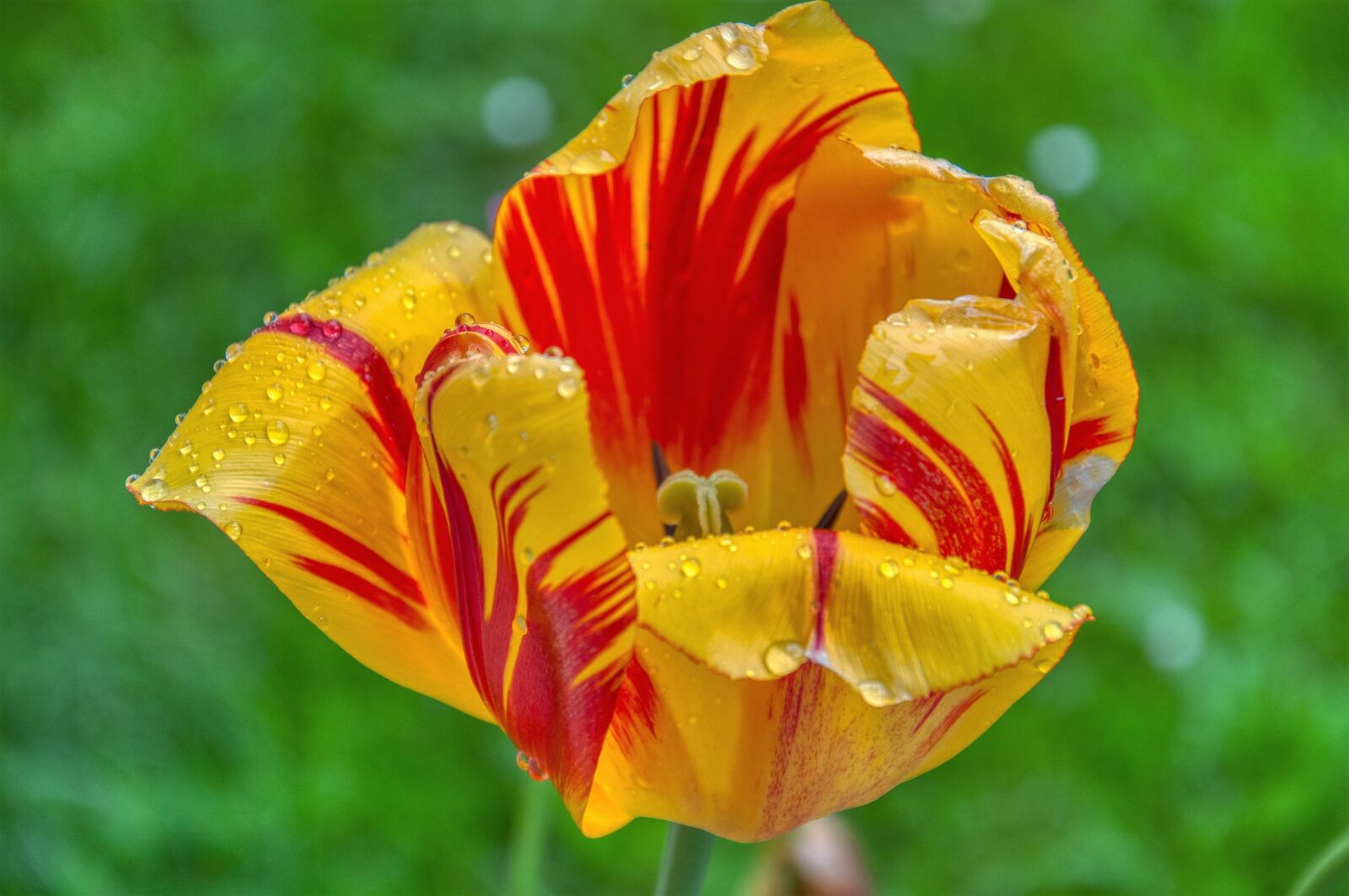Nikon D5000 sample photo. Tulip, fade, bi color photography
