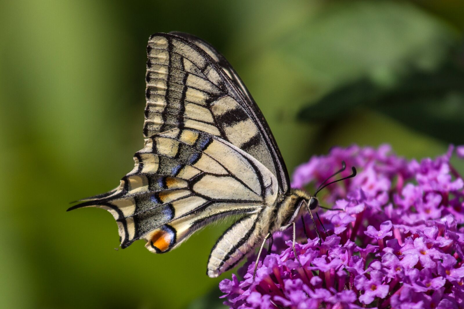 Canon EOS 7D sample photo. Butterfly, dovetail, close up photography