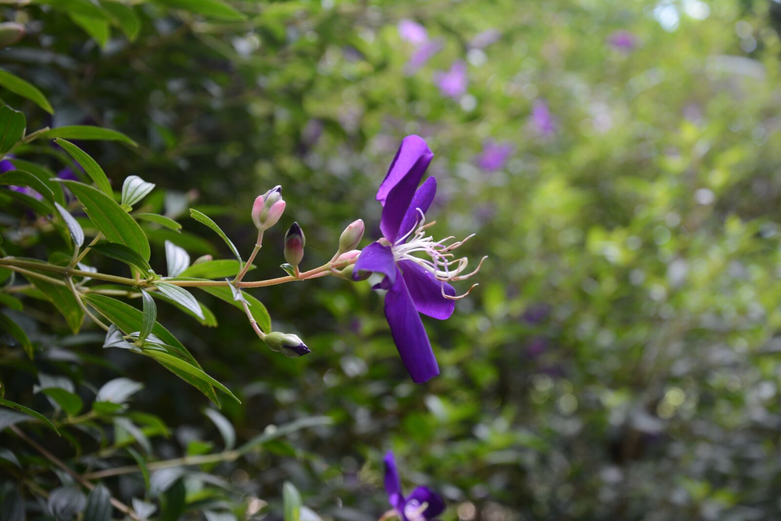 Nikon D7100 sample photo. Flower, light, bokeh photography