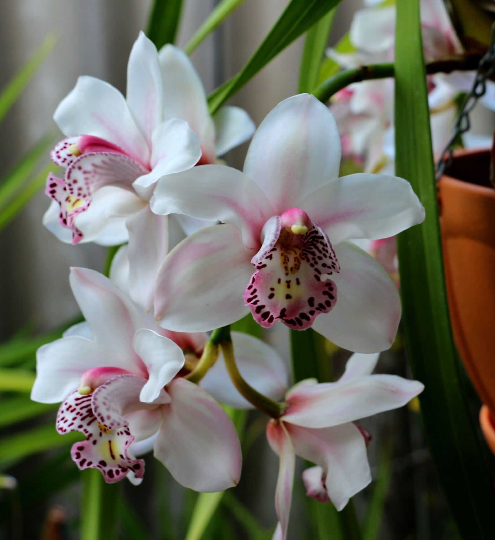 Canon EOS 70D sample photo. Orchid, flower, garden photography