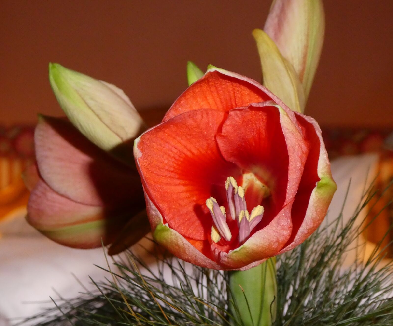 Panasonic DMC-TZ81 sample photo. Amaryllis, flower, blossom photography