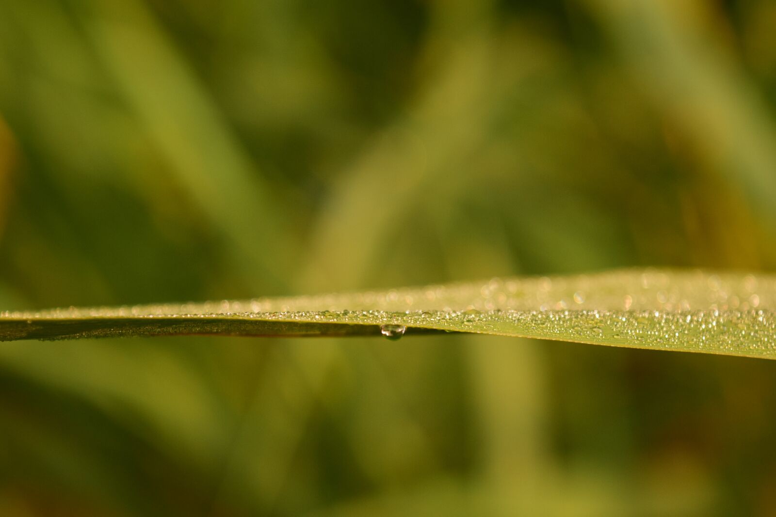 Nikon D3300 sample photo. Grass, dew, morgentau photography