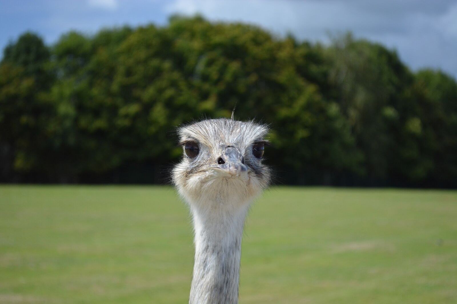 Nikon D5200 sample photo. Emu zoo, head, animals photography