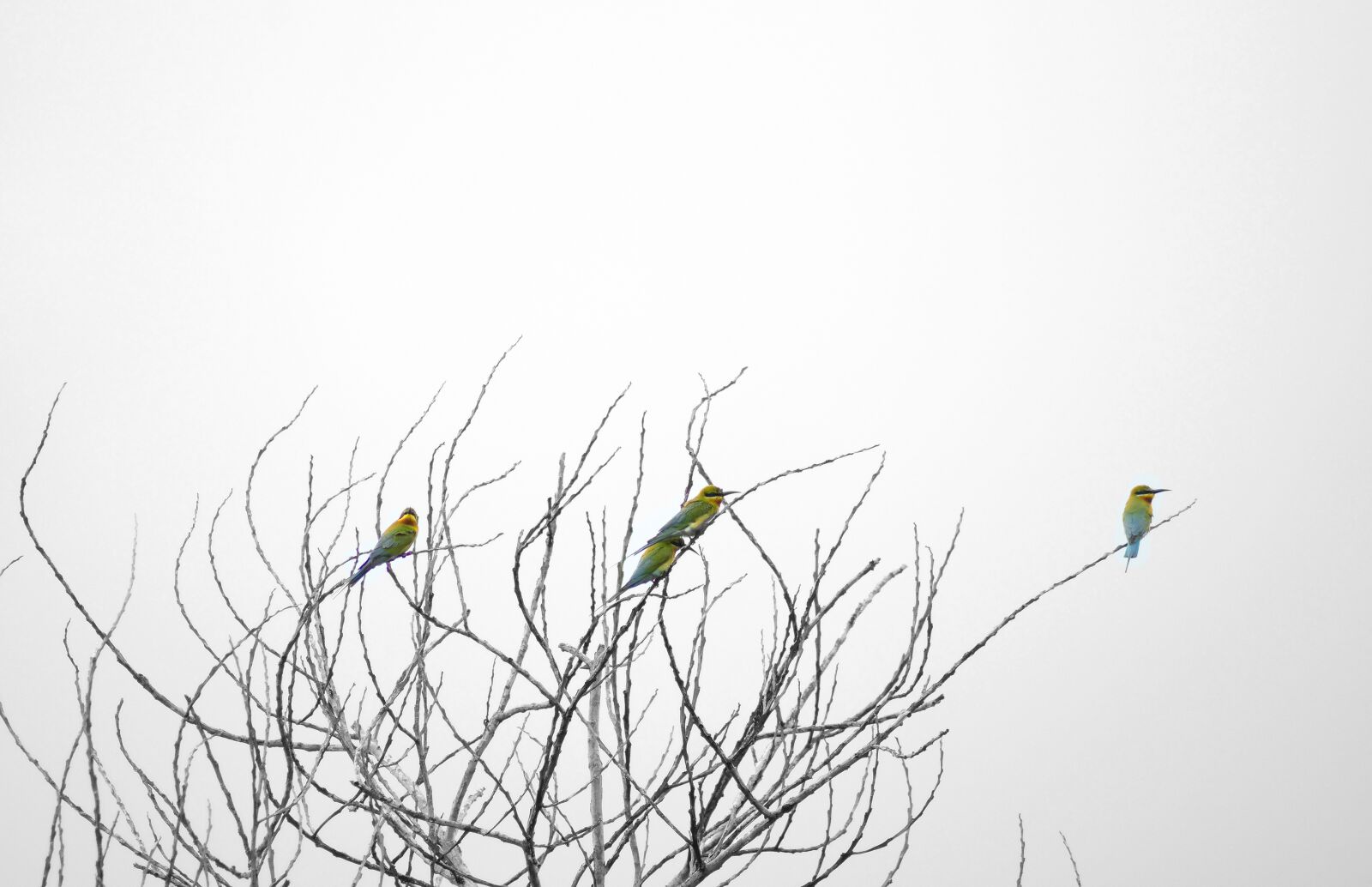 Nikon D5300 sample photo. Tree, trees, branch photography