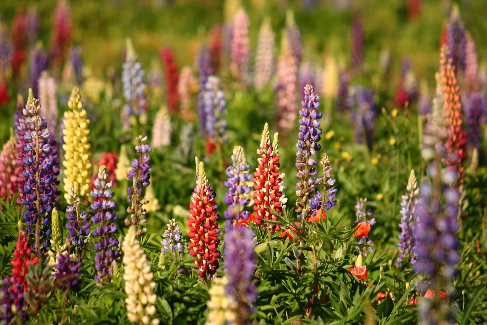 Canon EOS 400D (EOS Digital Rebel XTi / EOS Kiss Digital X) sample photo. Lupins, natural, summer photography