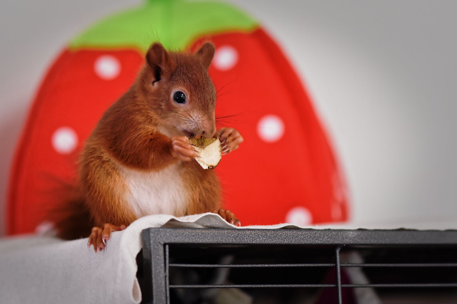 Nikon D7200 sample photo. Squirrel, baby, young animal photography