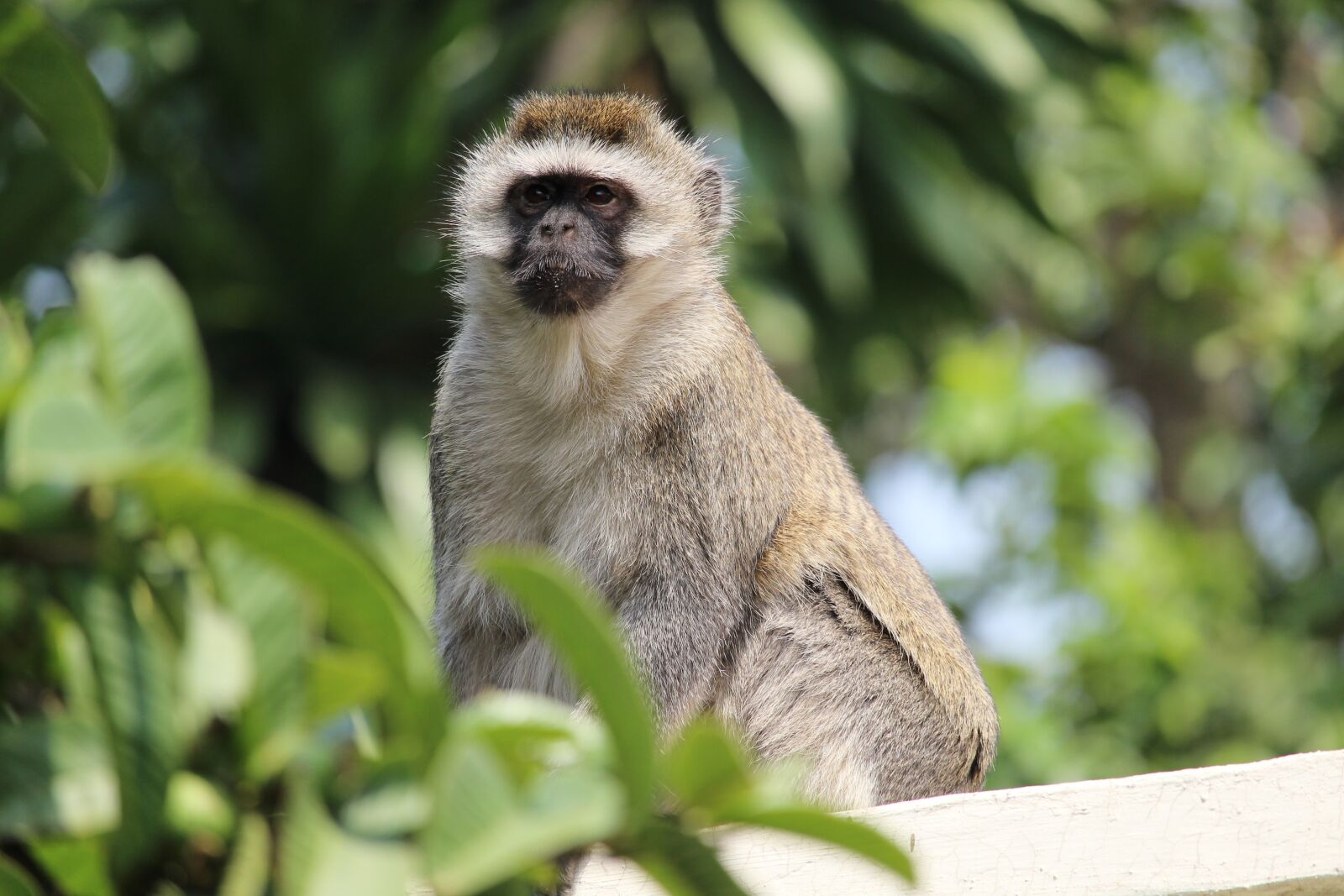 Canon EOS 1200D (EOS Rebel T5 / EOS Kiss X70 / EOS Hi) + Canon EF-S 55-250mm F4-5.6 IS STM sample photo. Vervet, monkey, wildlife photography