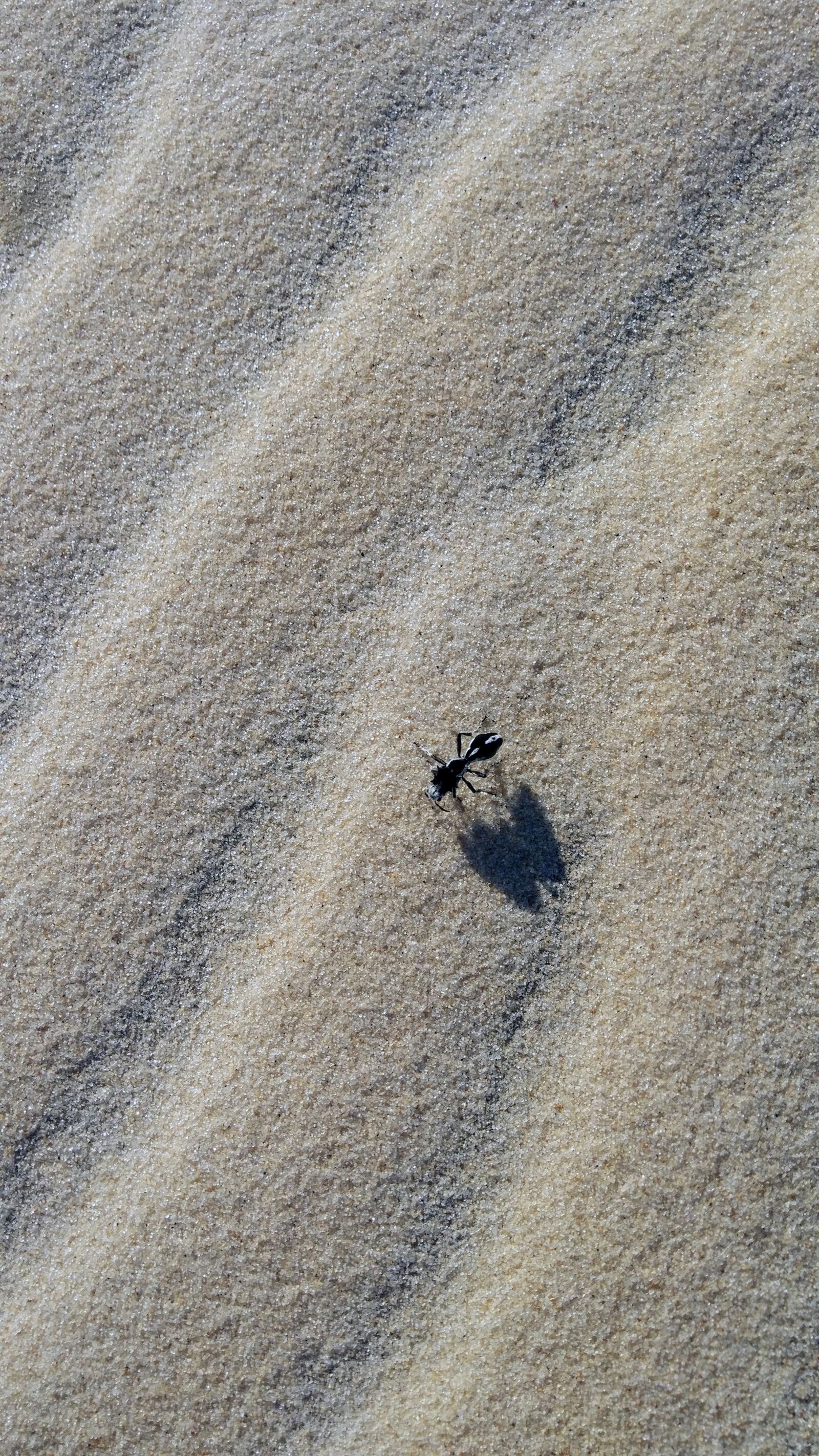 Xiaomi MIX sample photo. Sand, beach, texture photography
