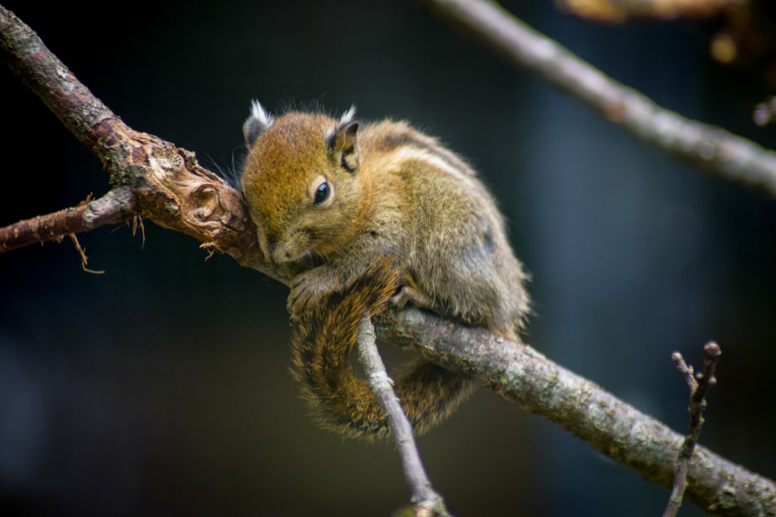 Nikon D5300 sample photo. Chipmunk, on branch, snuggled photography