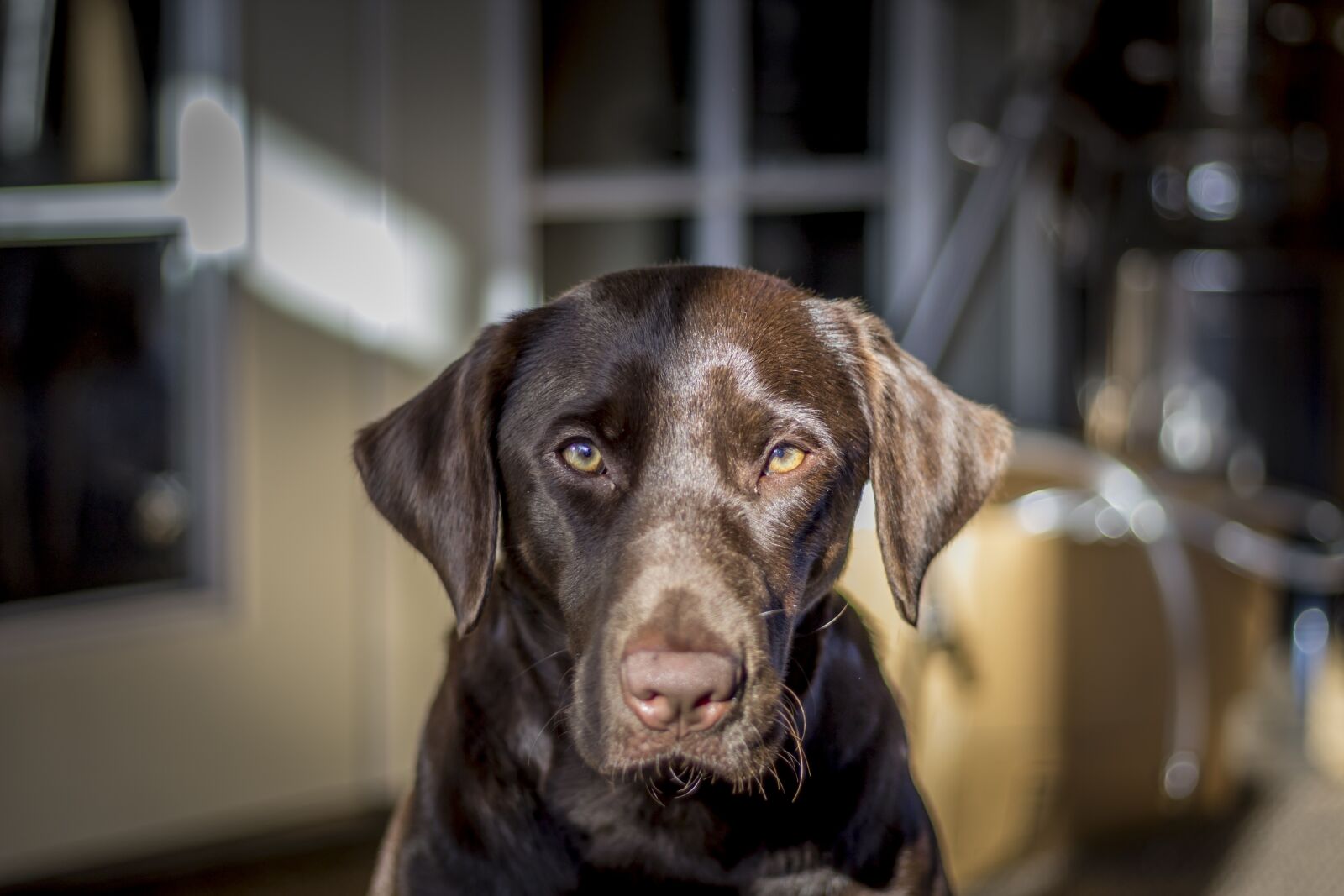 Canon EOS 1200D (EOS Rebel T5 / EOS Kiss X70 / EOS Hi) sample photo. Petography, labrador, chocolate fur photography