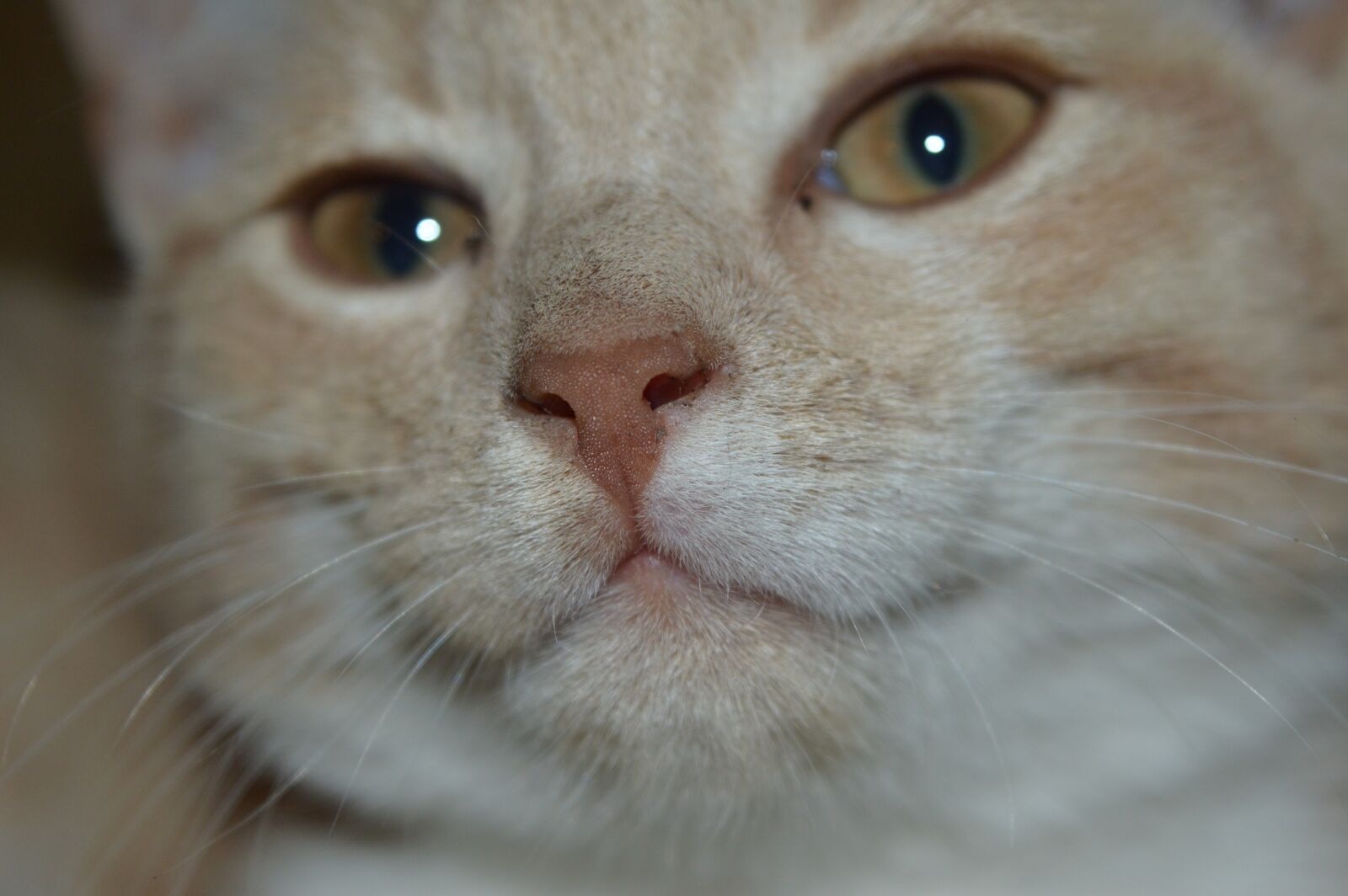 Nikon D3200 sample photo. Cat, hangover, cats photography