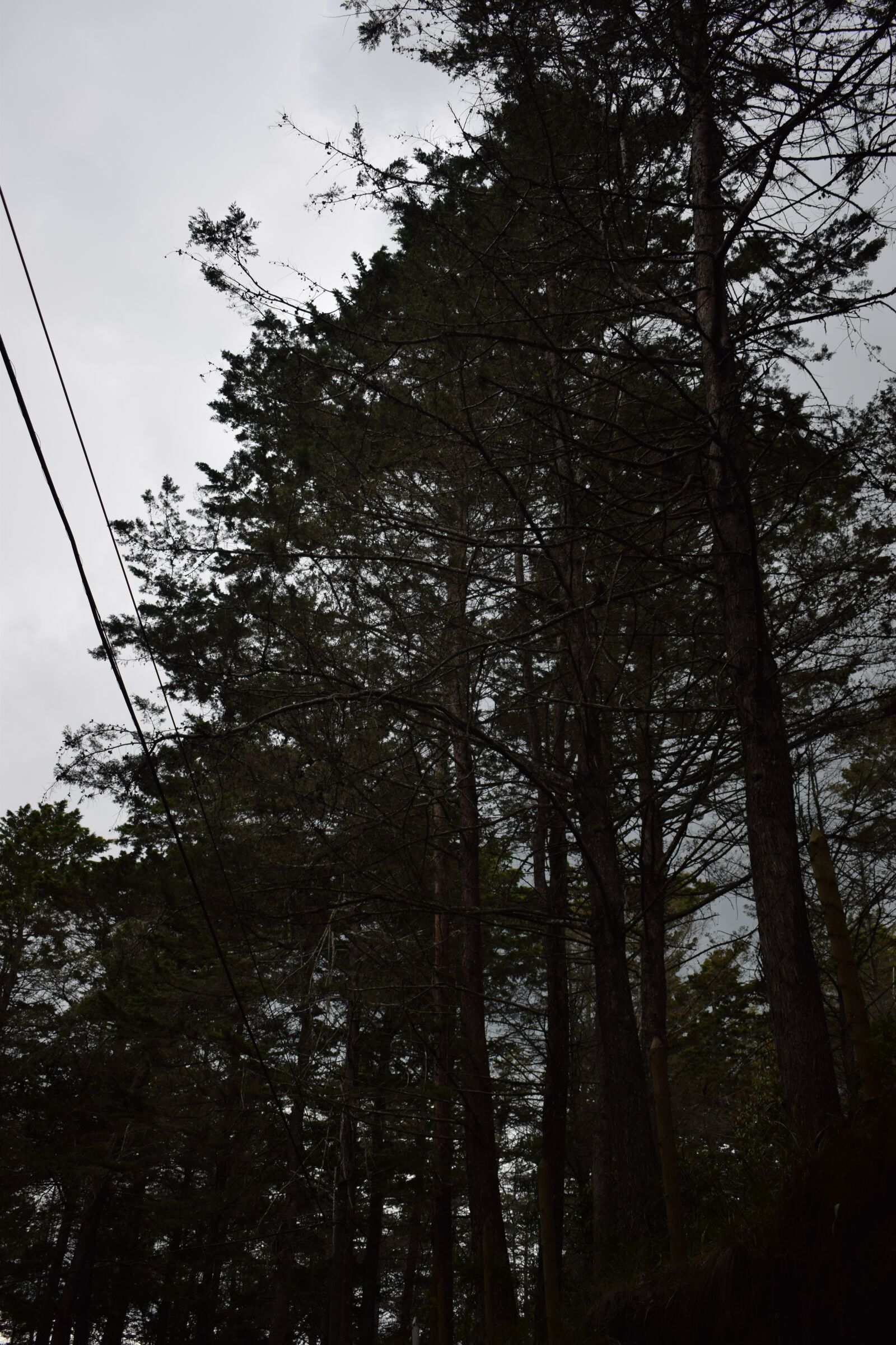 Nikon D5300 sample photo. Tree, nature, wood photography