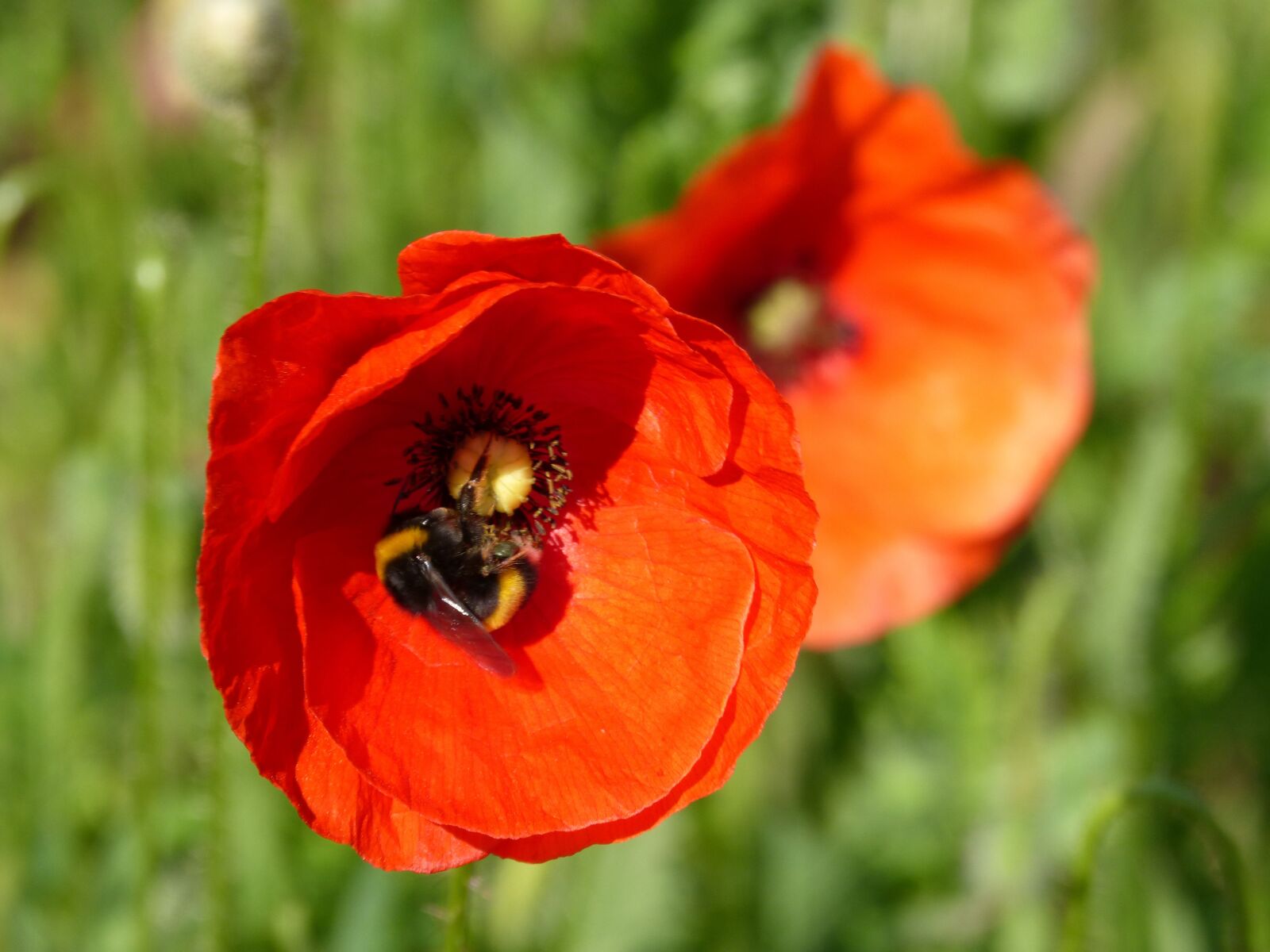 Panasonic DMC-FZ62 sample photo. Poppy, ababol, rosella photography