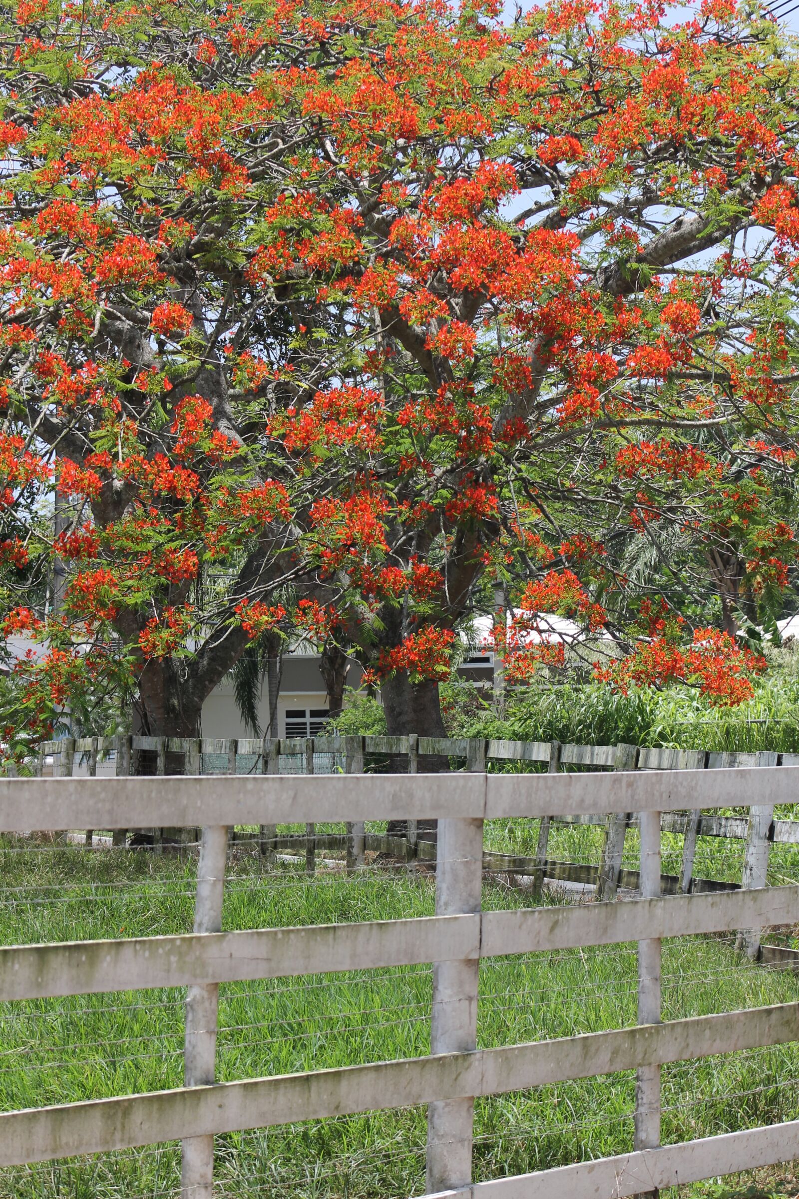 Canon EOS 1100D (EOS Rebel T3 / EOS Kiss X50) + Canon EF75-300mm f/4-5.6 sample photo. Tree, flowers, fence photography