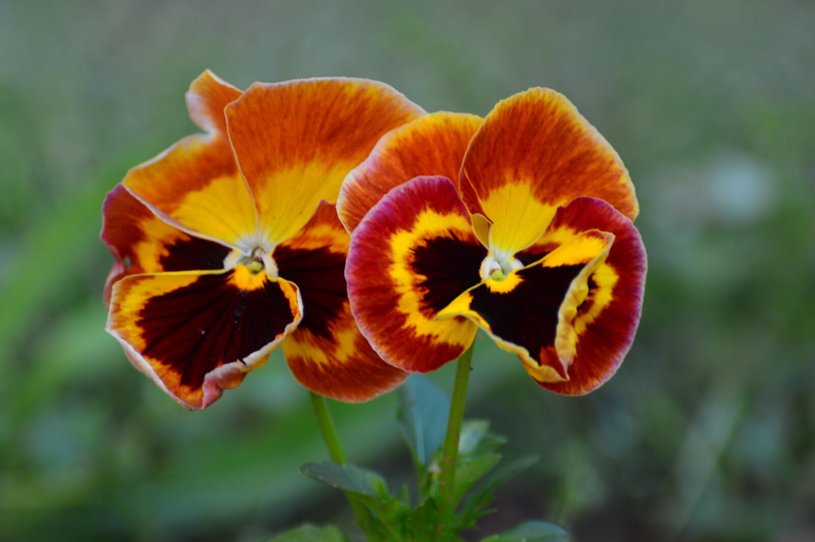 Nikon D3200 sample photo. Pansies, yellow flower, yellow photography