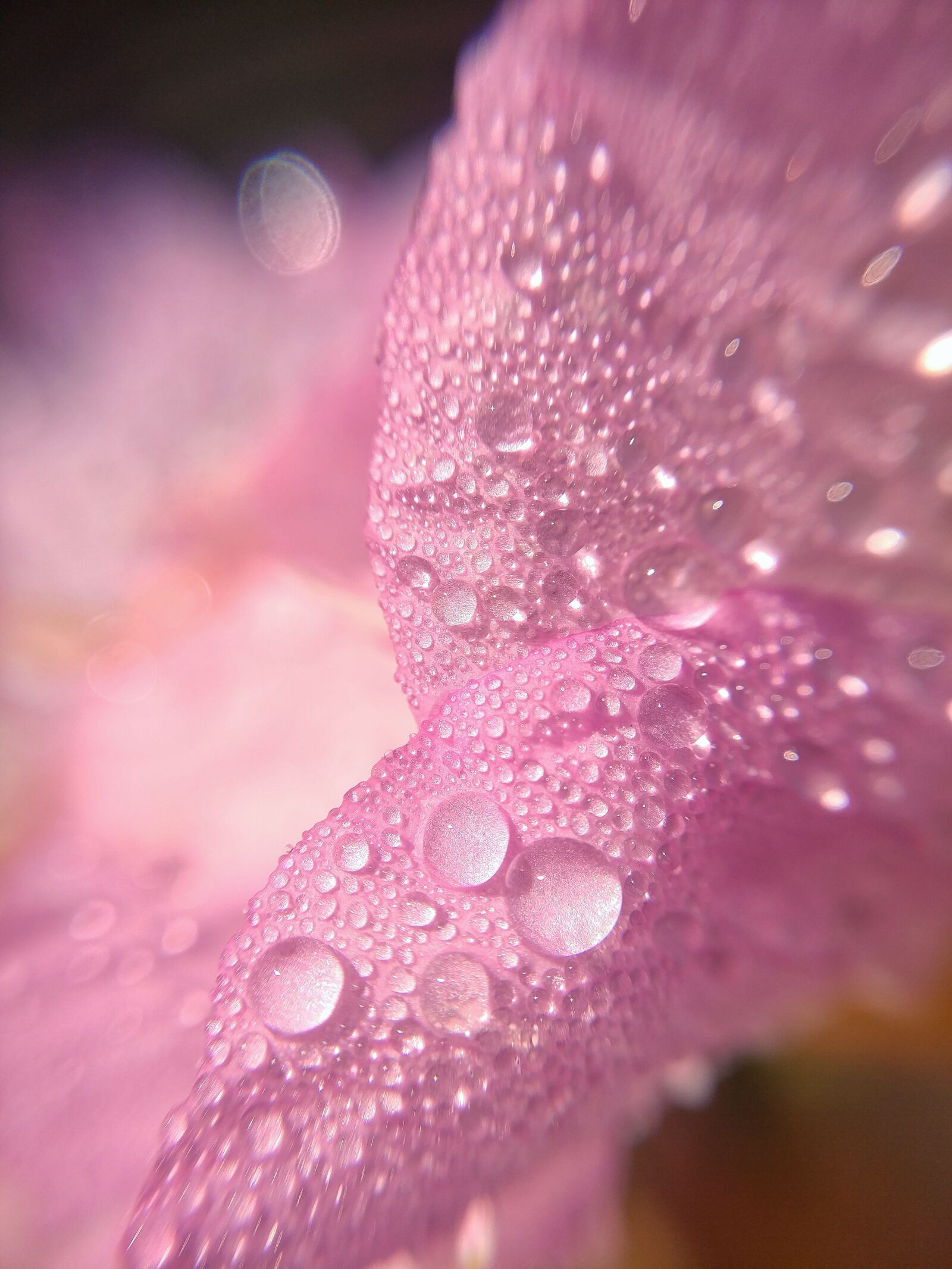 LG V20 sample photo. Macro, flower, petal photography