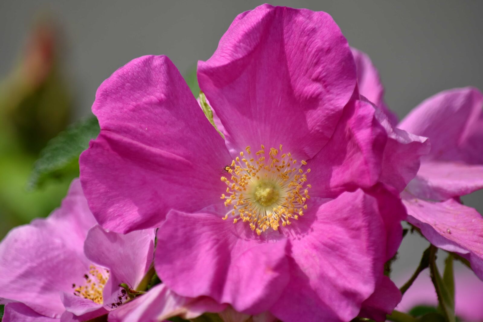 Nikon D5500 sample photo. Pink, rose, wilderness, flower photography