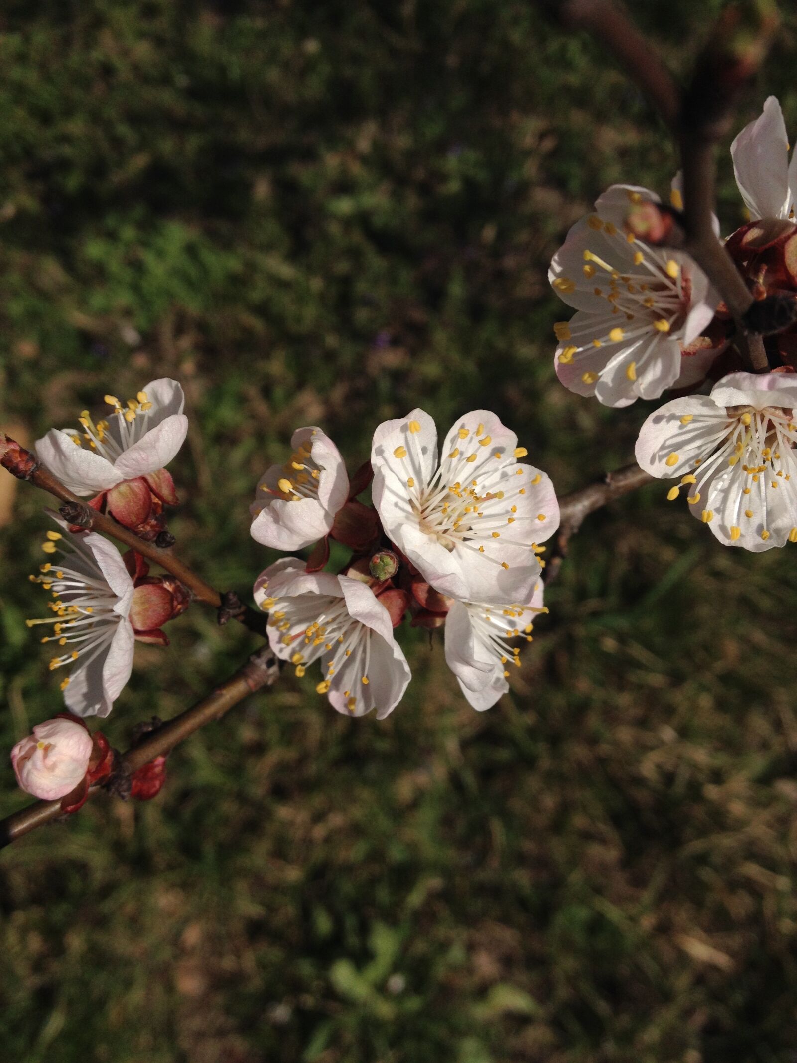 Apple iPhone 4S sample photo. Flowers, spring, tree photography