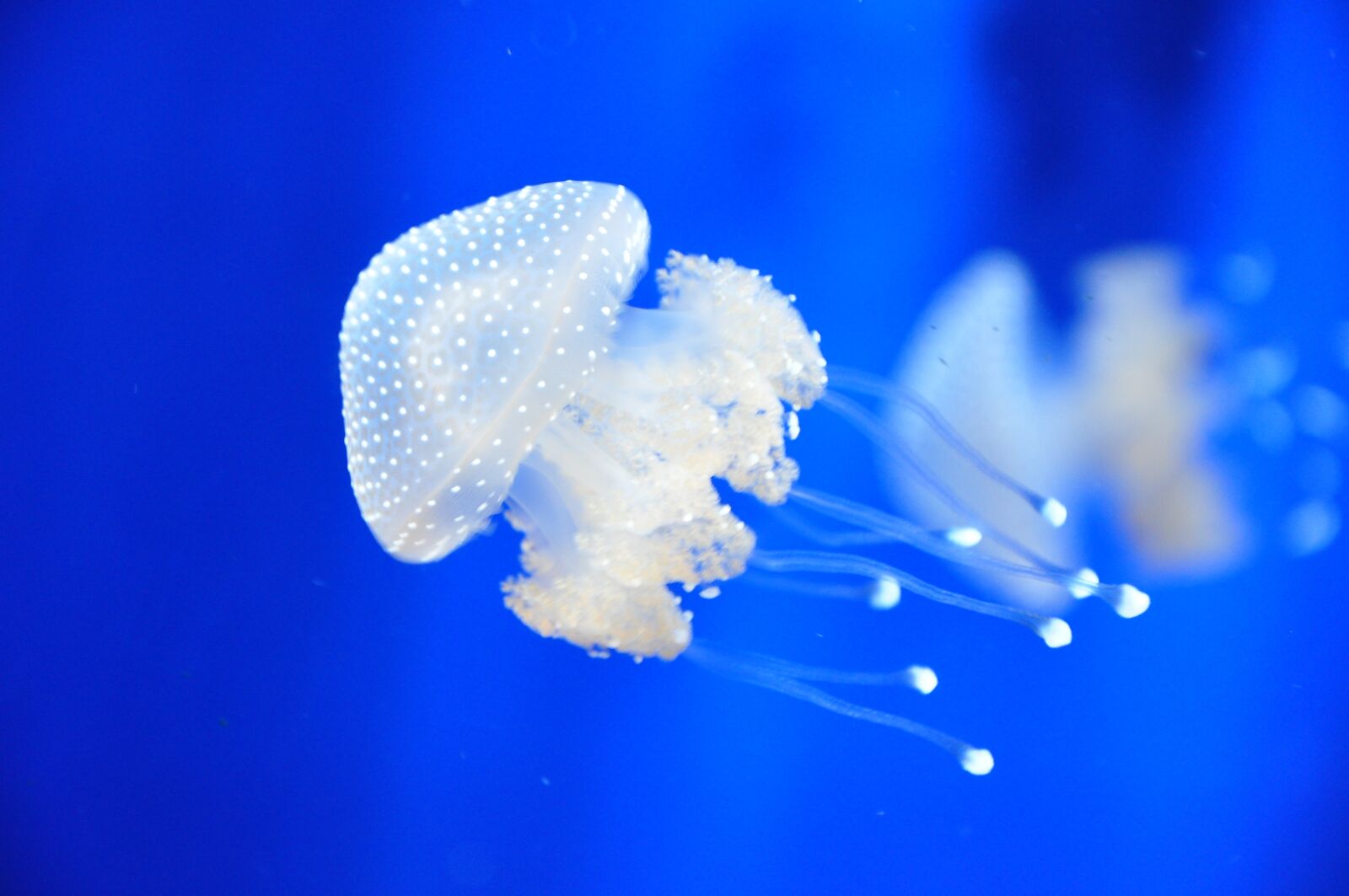 Nikon D90 sample photo. Jellyfish, italy, aquarium photography
