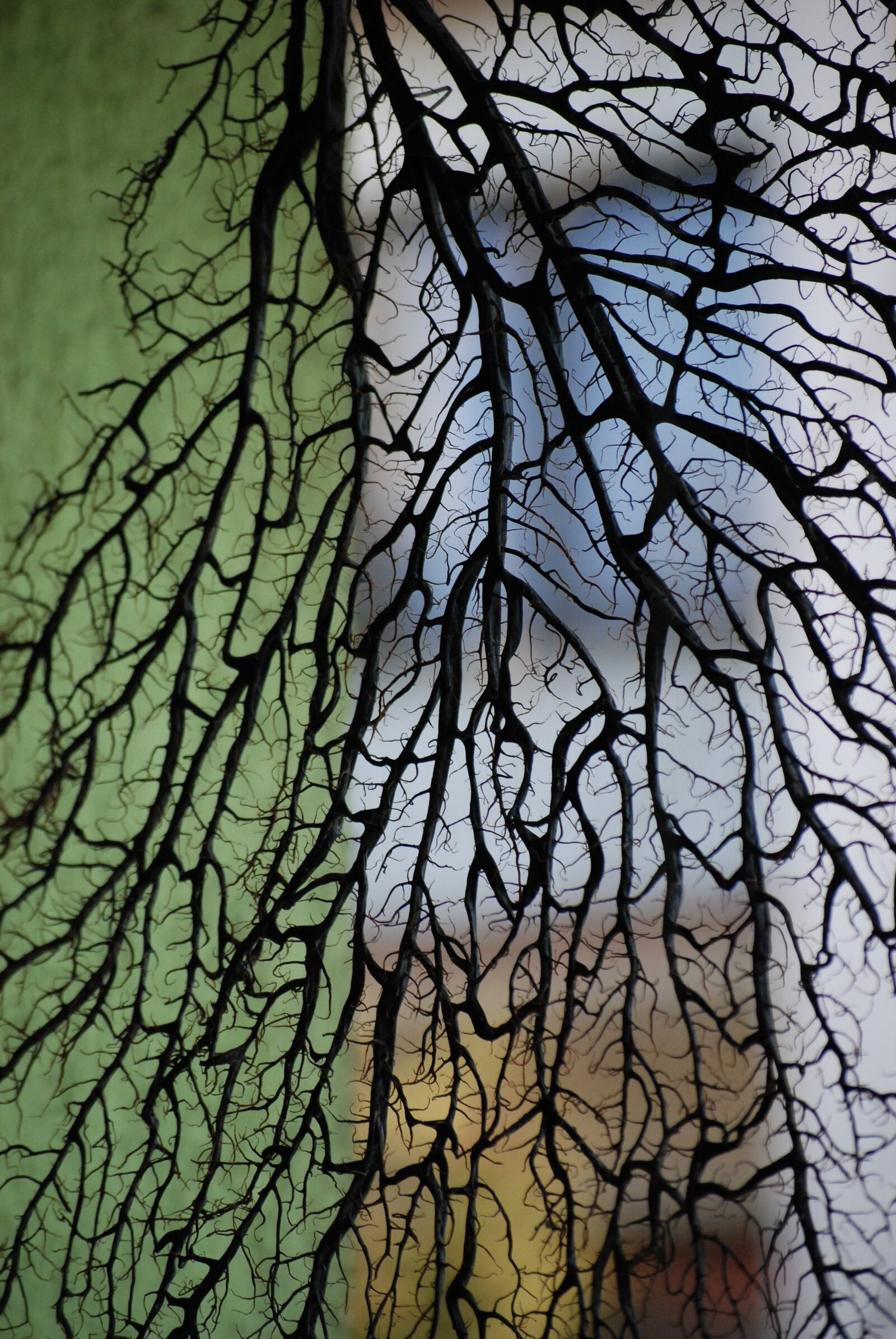 Nikon D80 sample photo. Plant, dry, ornament photography