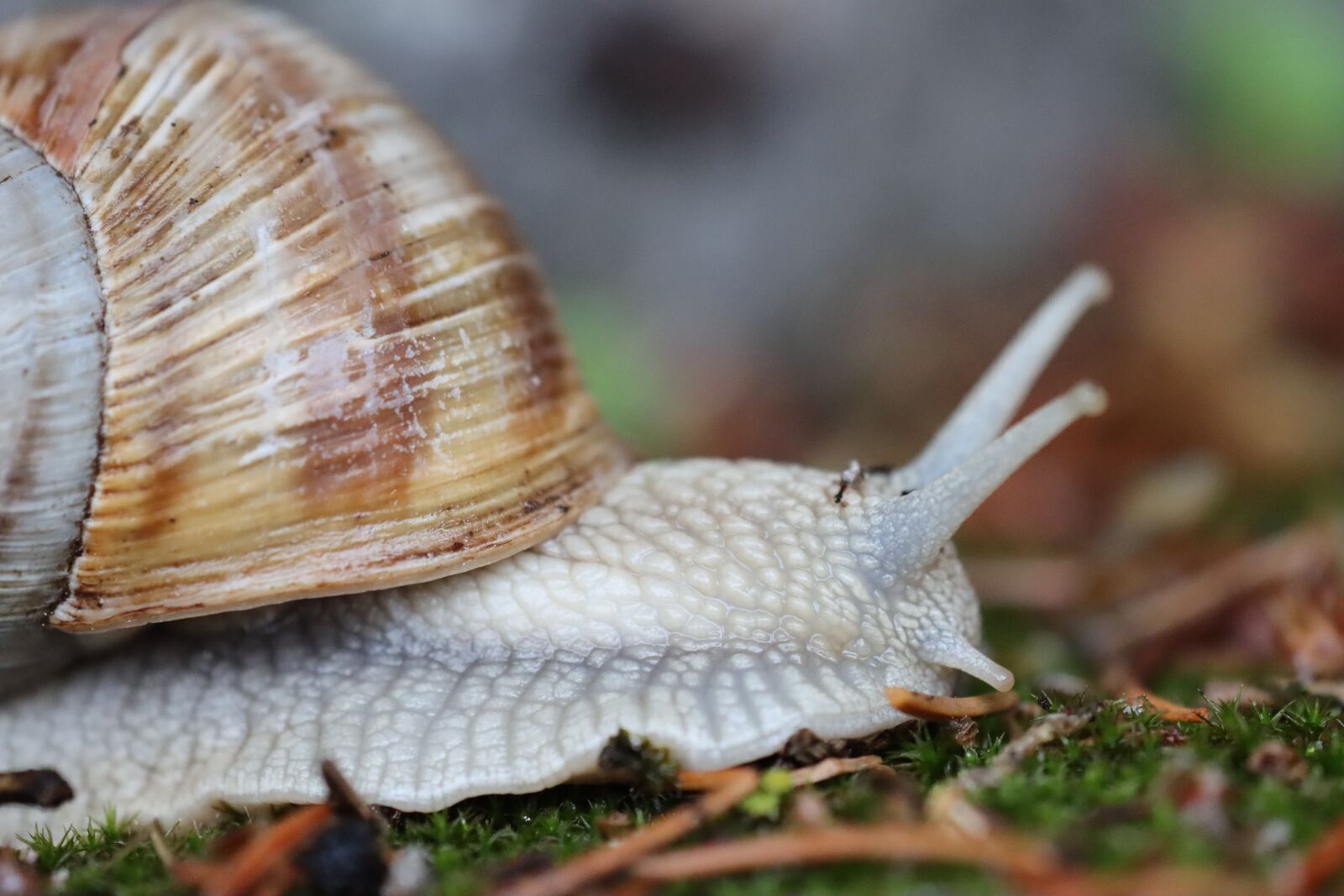 Canon EOS 90D sample photo. Snail, house snail, probe photography