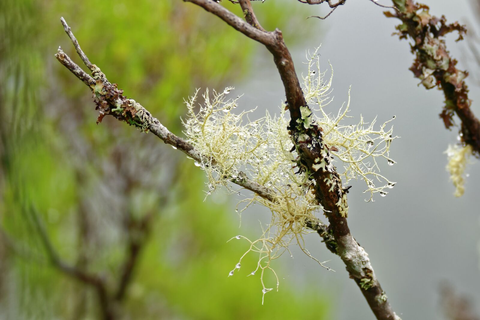 Panasonic Lumix DMC-FZ1000 sample photo. Lichen, tree, drip photography