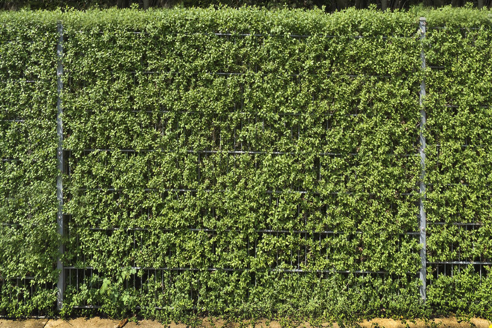 Panasonic Lumix DMC-FZ1000 sample photo. Fence, hedge, privet photography