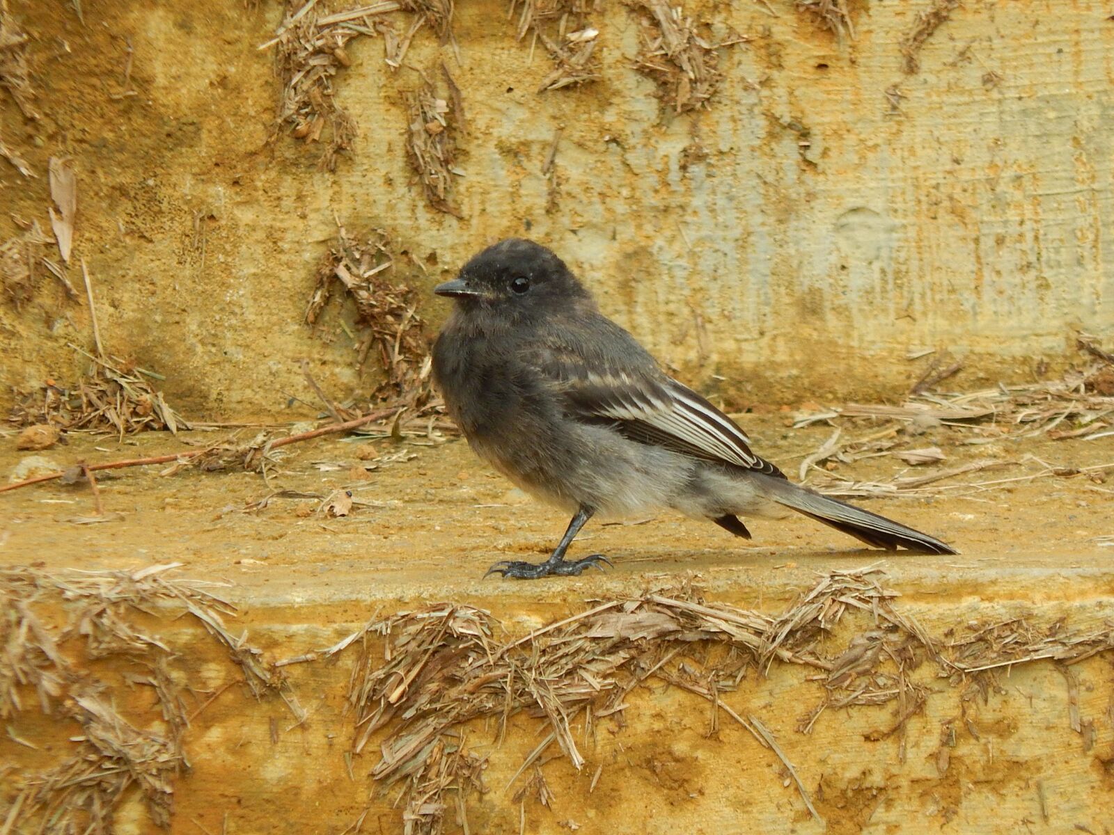 Nikon Coolpix L820 sample photo. Ave, bird, animals photography