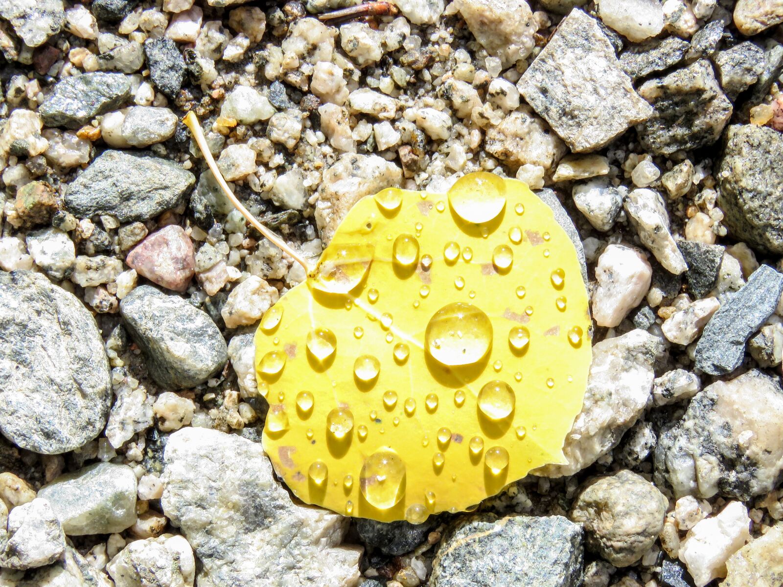 Canon PowerShot SX60 HS sample photo. Aspen, leaf, rain photography
