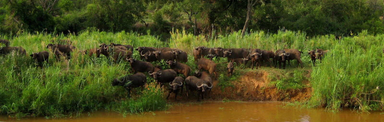 Canon PowerShot SD1100 IS (Digital IXUS 80 IS / IXY Digital 20 IS) sample photo. Olifants river, south africa photography