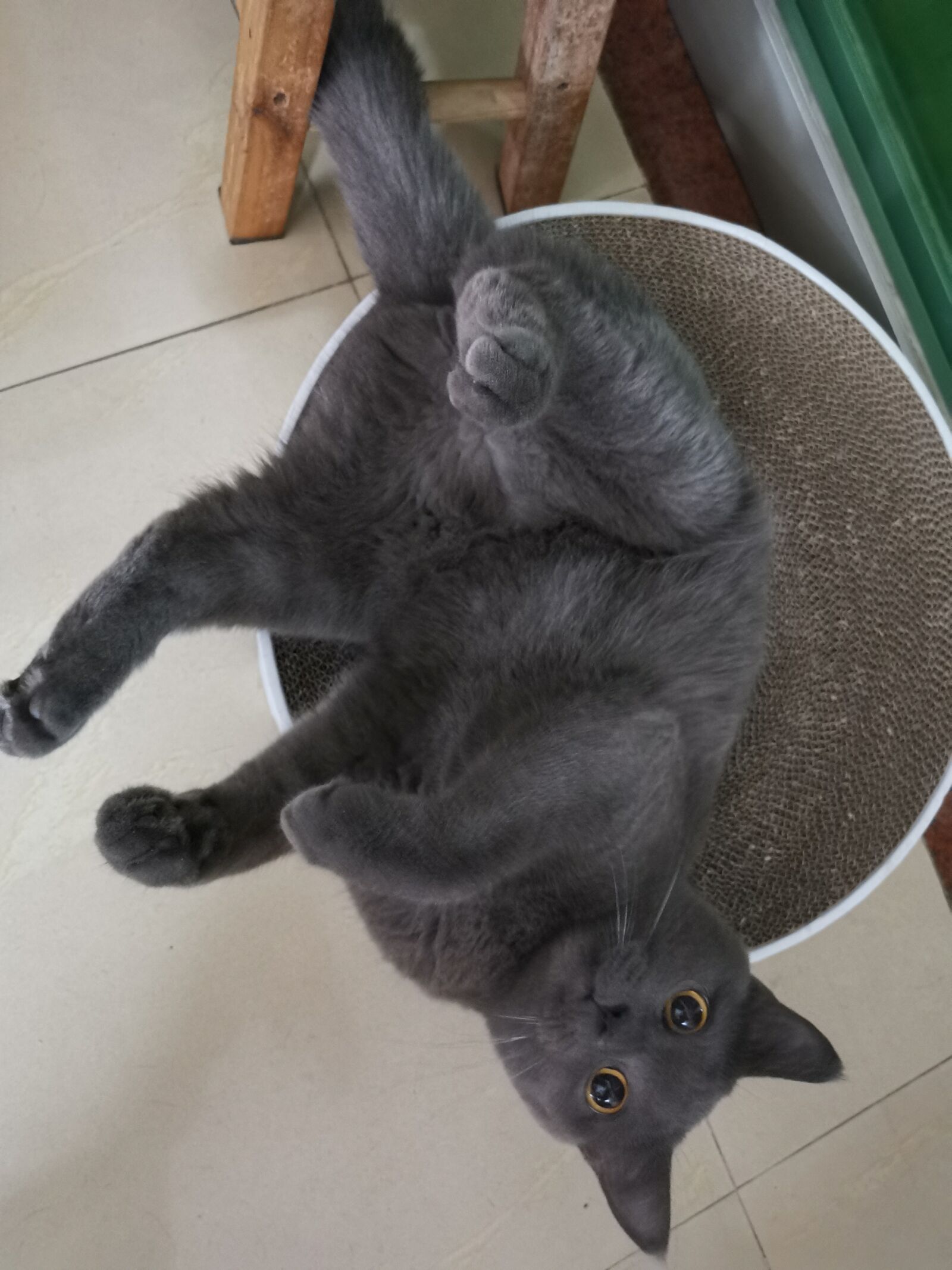 HUAWEI Mate 20 Pro sample photo. Cat, blue cat, british photography