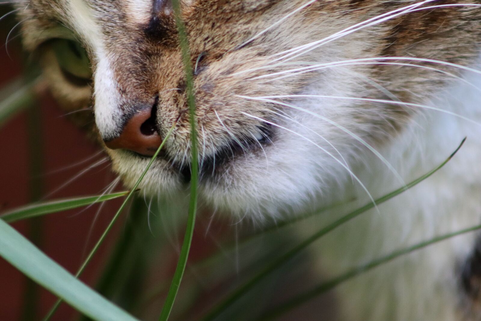 Canon EOS 77D (EOS 9000D / EOS 770D) sample photo. Cat, domestic cat, eat photography
