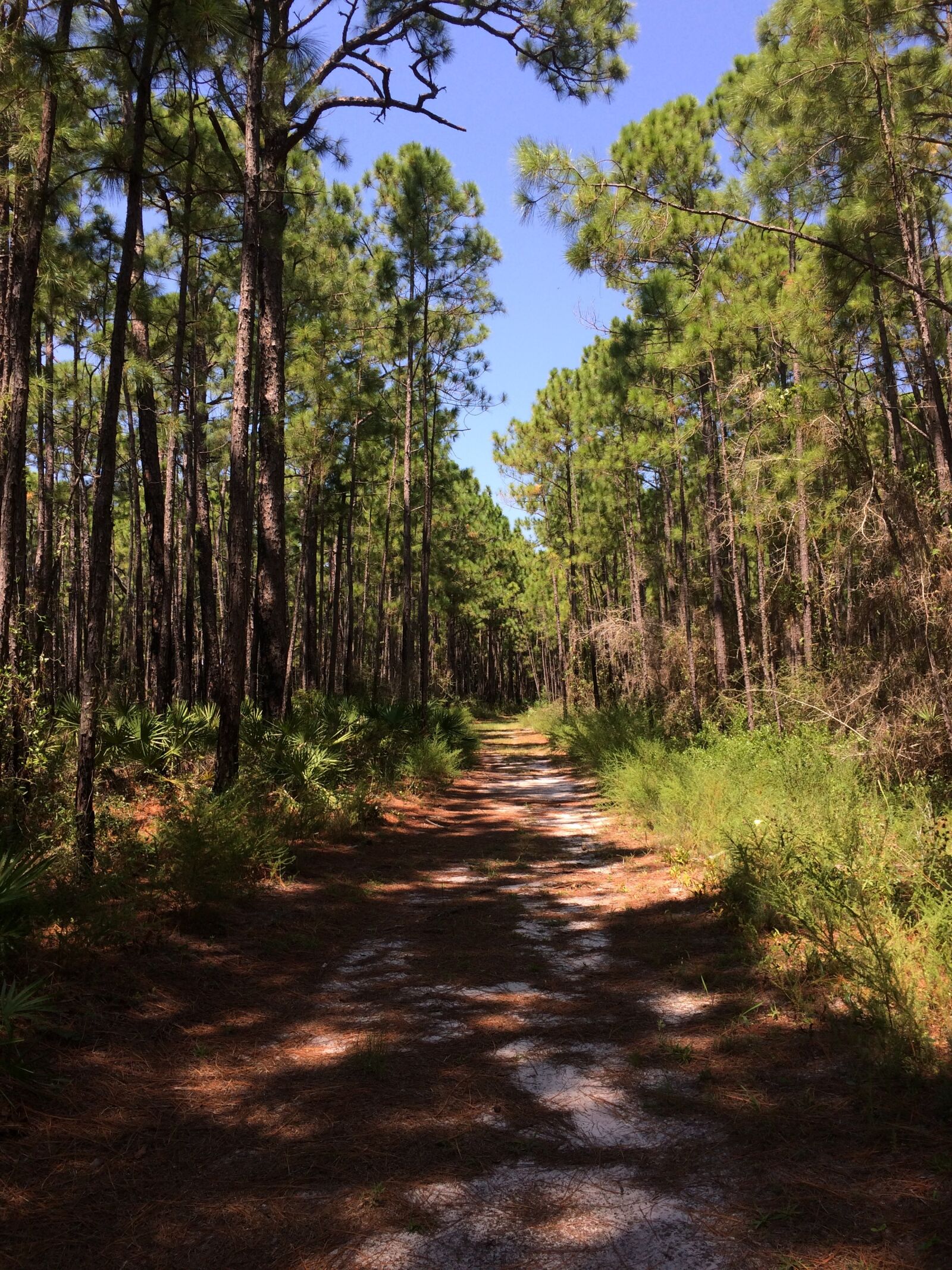 iPhone 5s back camera 4.15mm f/2.2 sample photo. Forest, pathway, nature photography