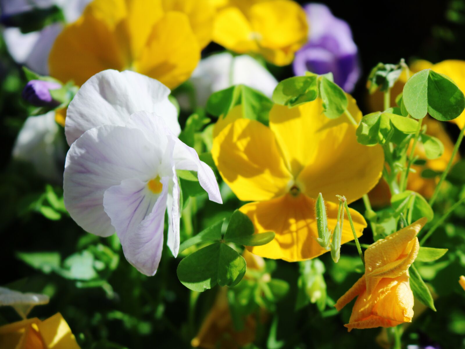 Canon EOS 750D (EOS Rebel T6i / EOS Kiss X8i) sample photo. Basel, sunny days, natural photography